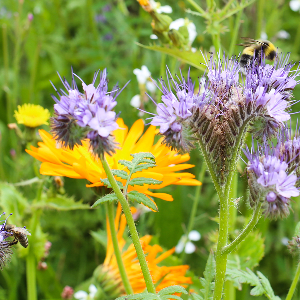 Wild flowers and bee