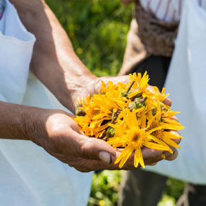 Farming arnica flowers