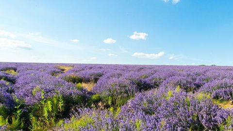 Lavender fields in Moldova