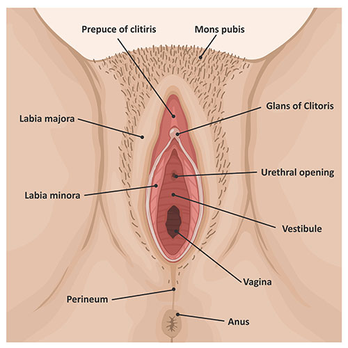 Perineal Diagram Female External Genitals