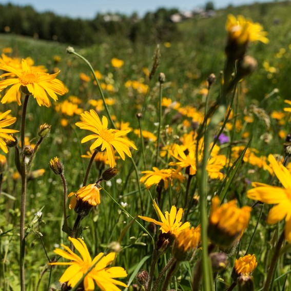 Soothing our aches and pains with arnica