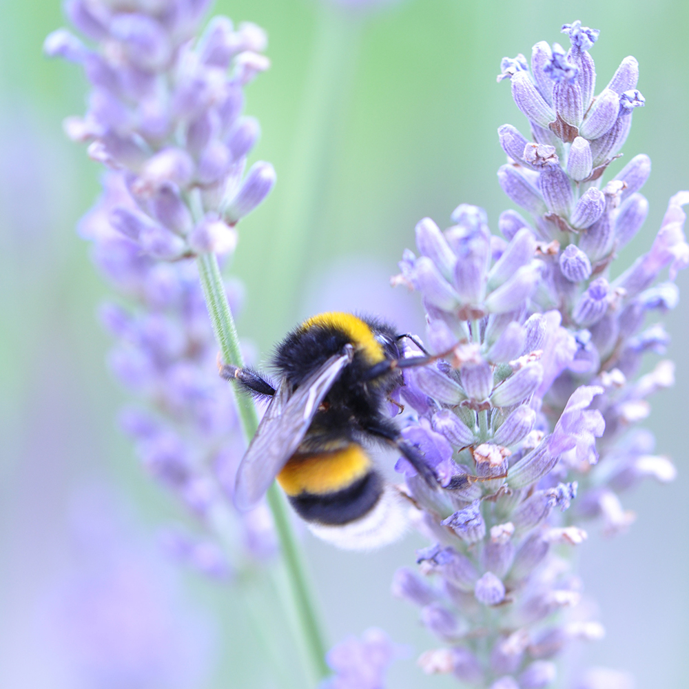 Bee and lavender Bee and lavender