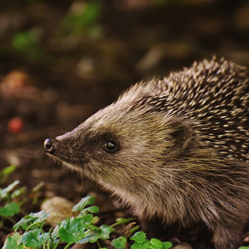 Hedgehog