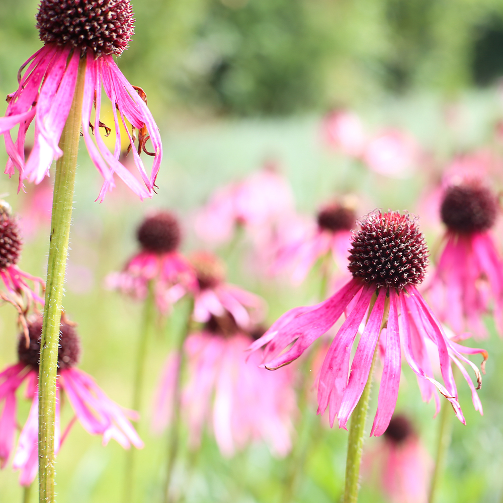 Echinacea flowers