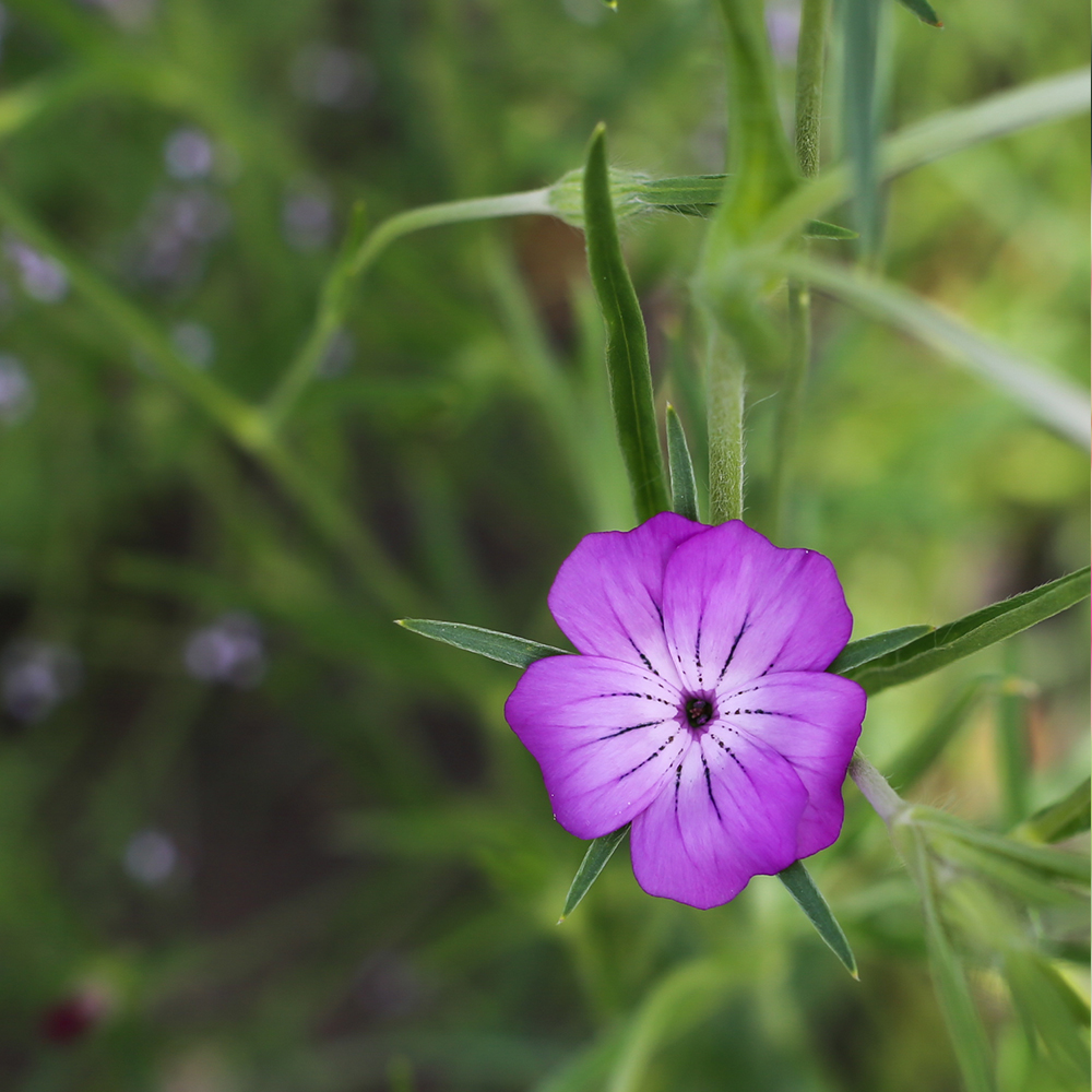 Pansy