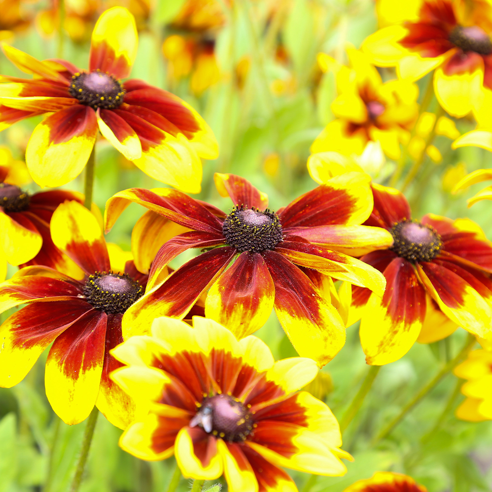 Yellow and brown flowers