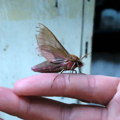 Moth on a hand