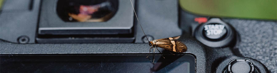 moth on camera