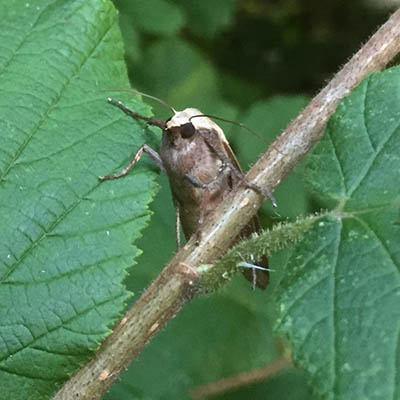 moth on leaves