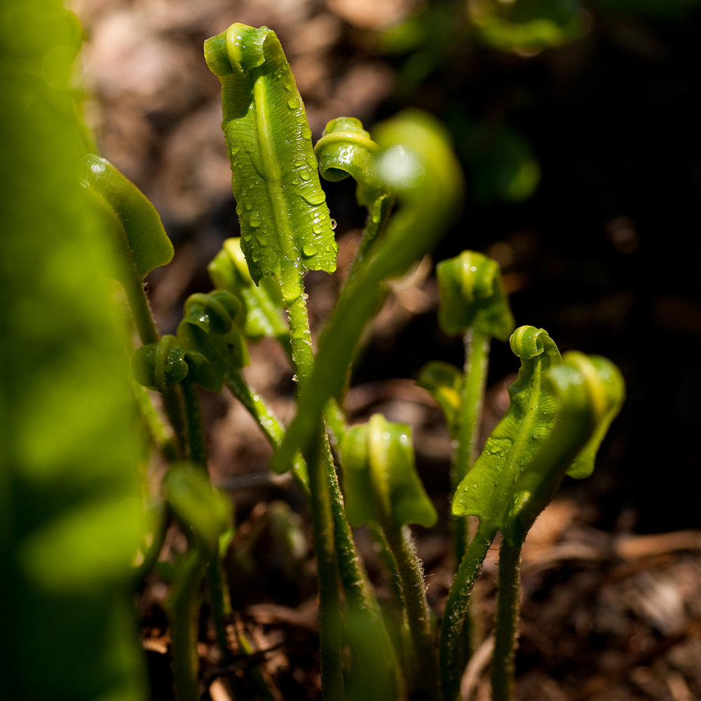 Plants in Soil