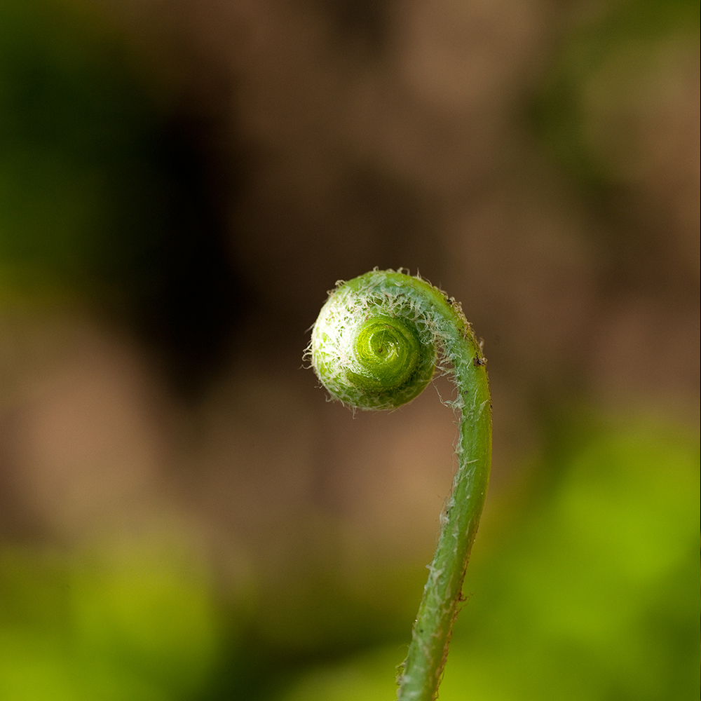 Green Shoot