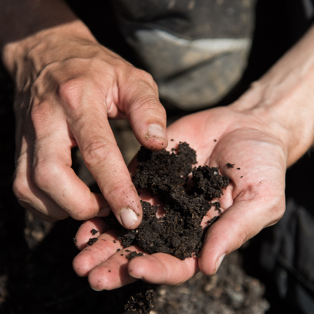 Examining Soil