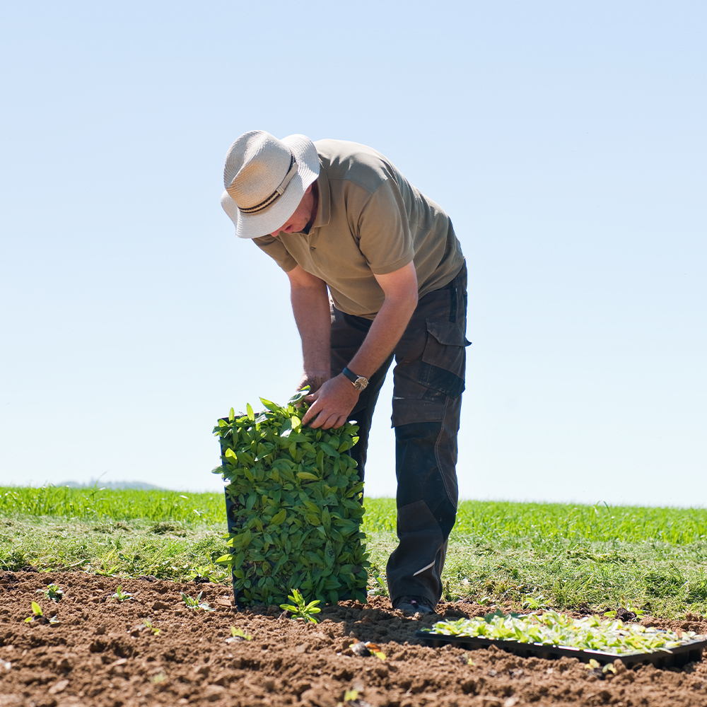 Planting in the Field Planting in the Field