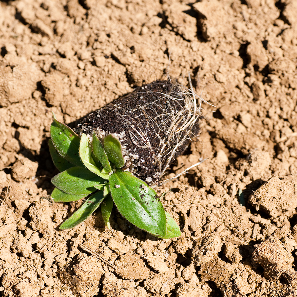 Plant on Earth Plant on Earth