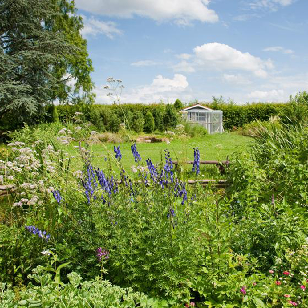 Garden flowers