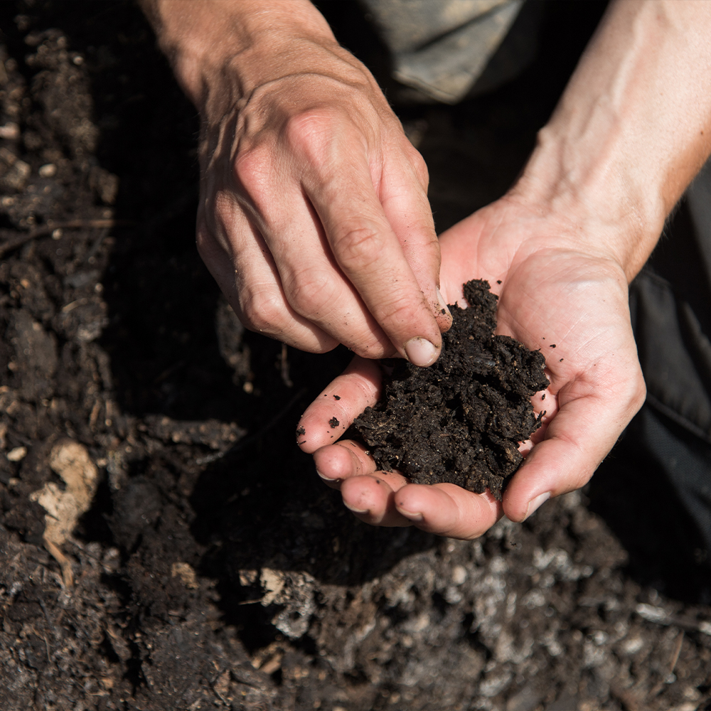 Soil in palm