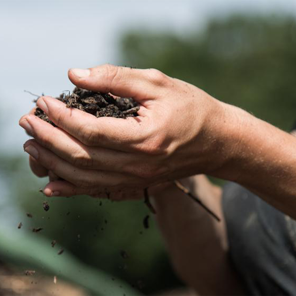 Soil in Hands