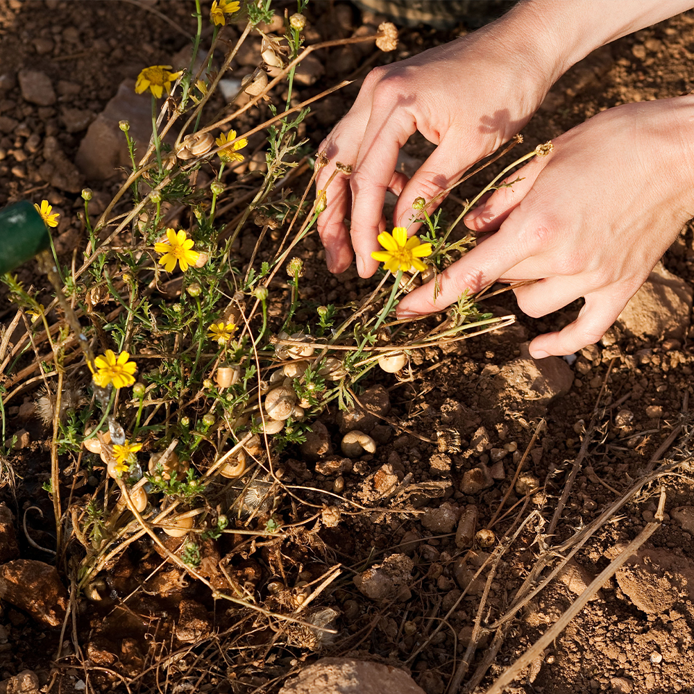 soil and hands