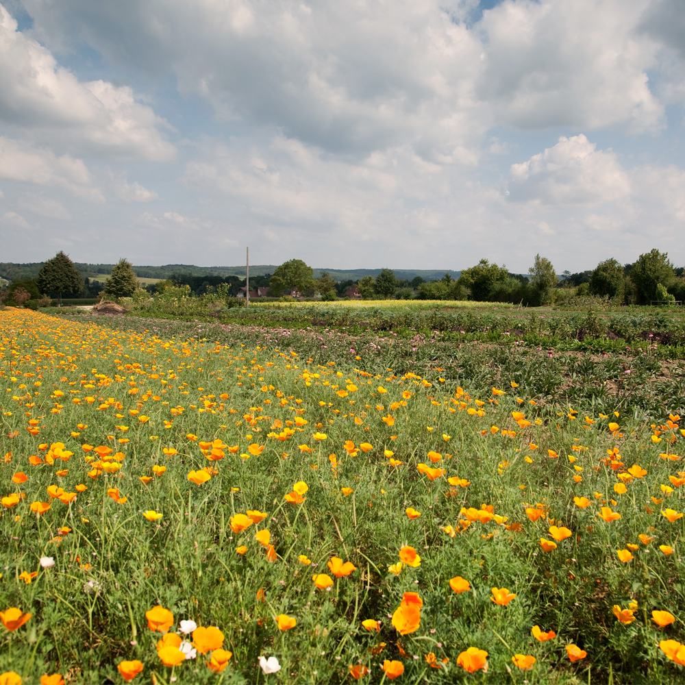 Medicinal Plants - Wisdom From Nature