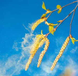 UK  Hayfever Pollen Chart