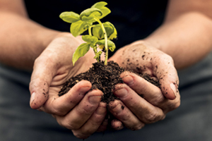 Hands holding a tree sapling