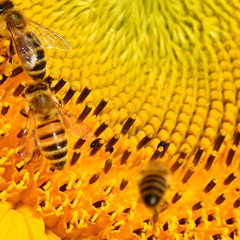 Biodiversity in a nutshell