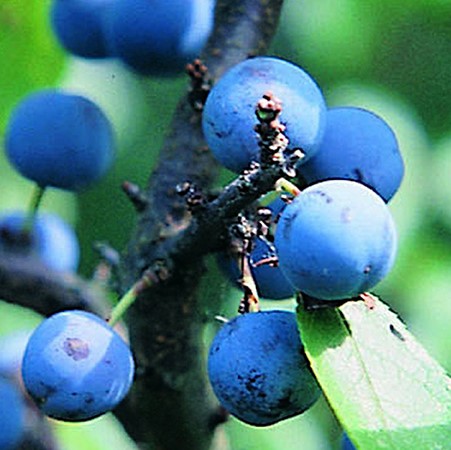 Blackthorn: Botanical Profile of a Plant