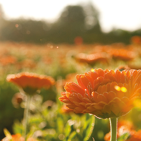 Why parents and midwives have relied on Calendula Baby Oil for generations