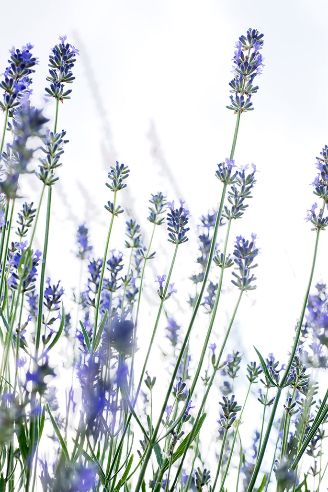 Lavender herbal remedy