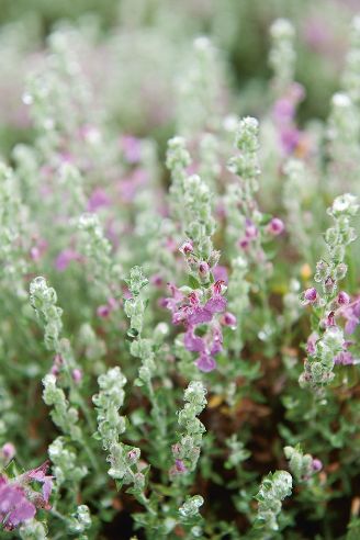 thyme herbal remedy thyme herbal remedy
