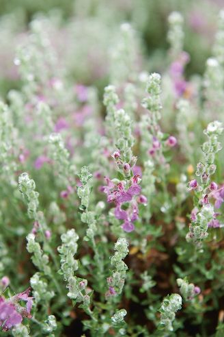 thyme herbal remedy