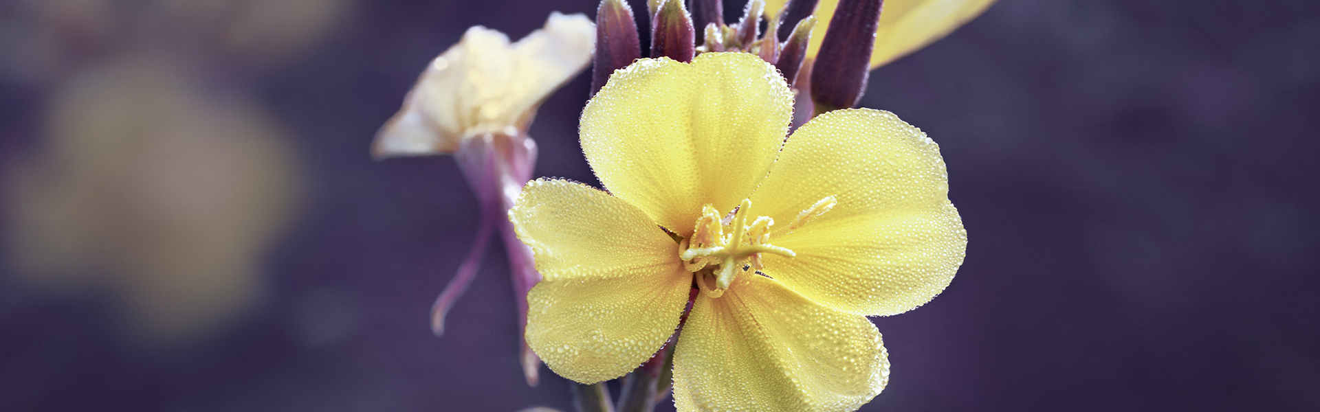 Evening Primrose