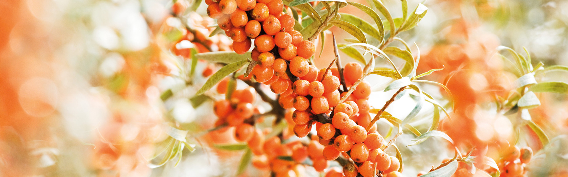 Sea Buckthorn