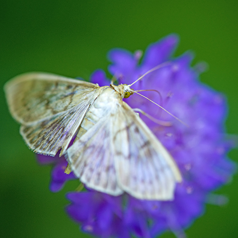 Marvellous moths