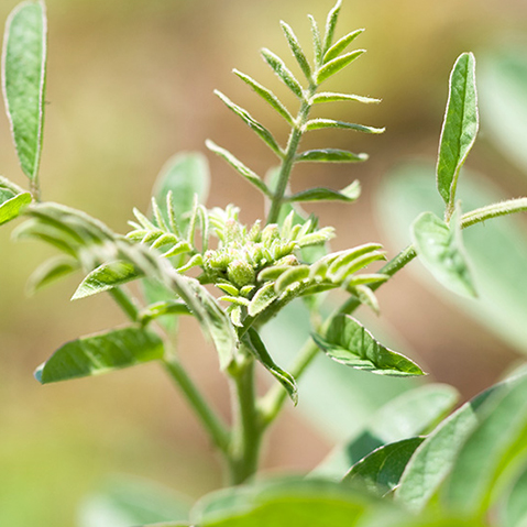 Liquorice: Botanical Profile of a Plant