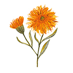 Organic Calendula Extract Organic Calendula Extract