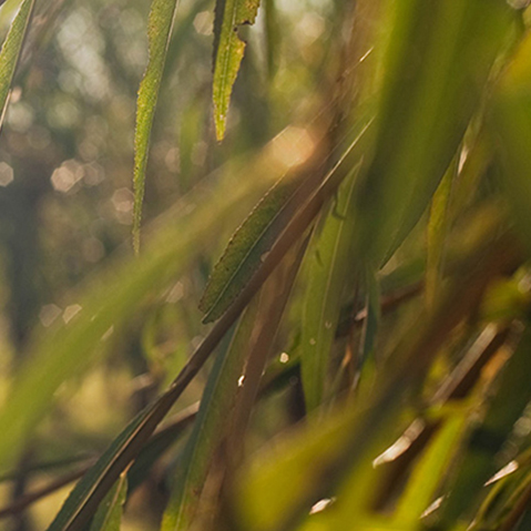 Willow: Botanical Profile of a Plant