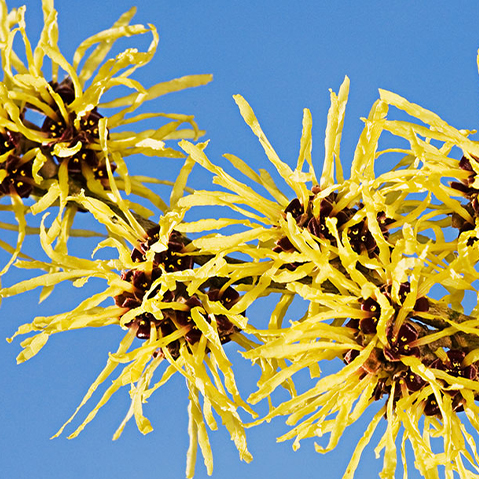 Witch Hazel: Botanical Profile of a Plant