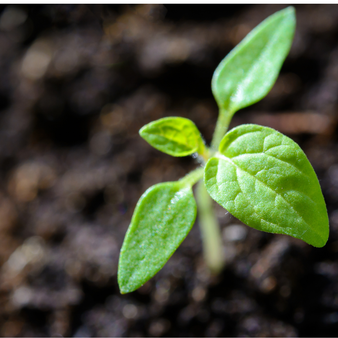 Small plant growing in soil