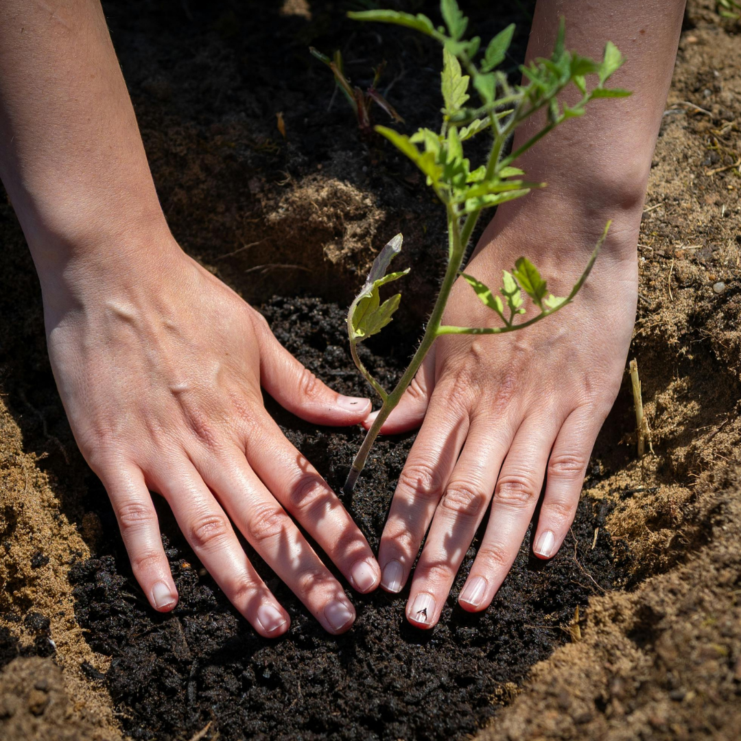 Hands planting a plant in the soil