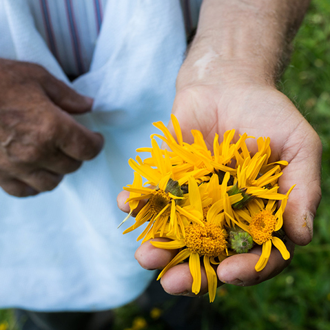 Arnica From Field to Shelf