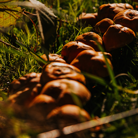 Recycle that Halloween Pumpkin