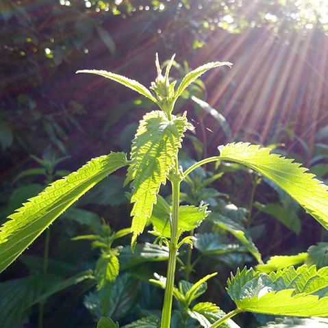 What’s wrong with weeds?