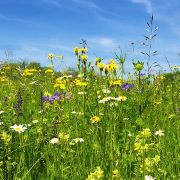 Natural help for hayfever