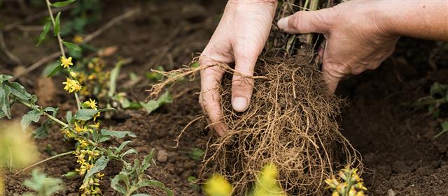 What makes soil healthy  Weleda