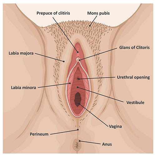 Perineal Massage Why And How To Do It